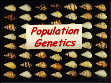 Population Genetics