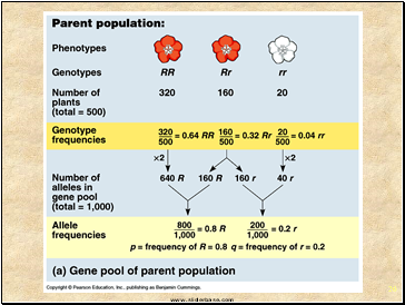 Population Genetics