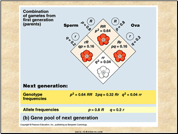 Population Genetics