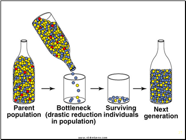 Microevolution of Species