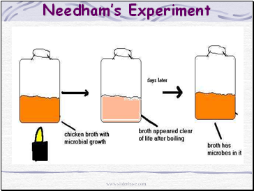 Needhams Experiment