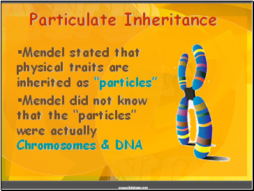 Mendel stated that physical traits are inherited as “particles”