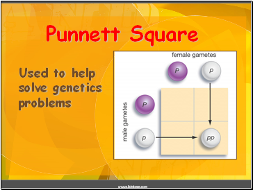 Punnett Square