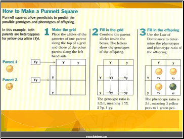 Punnett Square