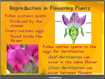 Reproduction in Flowering Plants