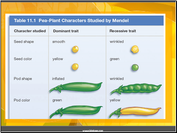 Mendels Pea Plant Experiments