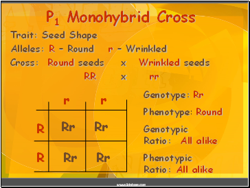 Trait: Seed Shape