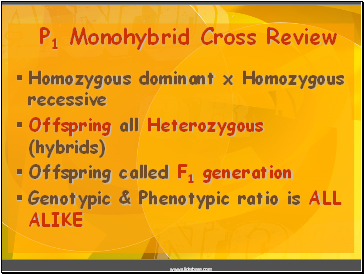 P1 Monohybrid Cross Review