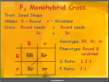 Trait: Seed Shape