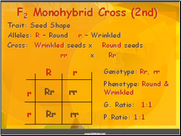 Trait: Seed Shape