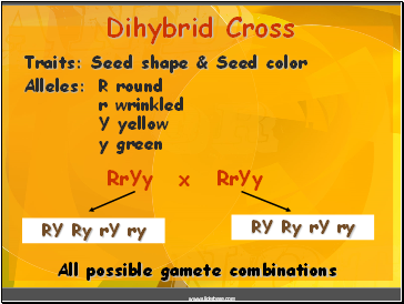 Dihybrid Cross