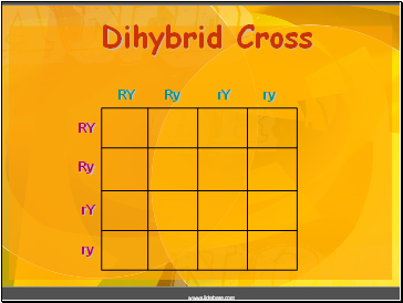 Dihybrid Cross