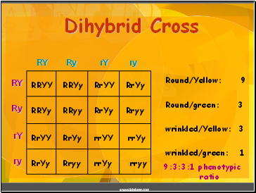 Dihybrid Cross