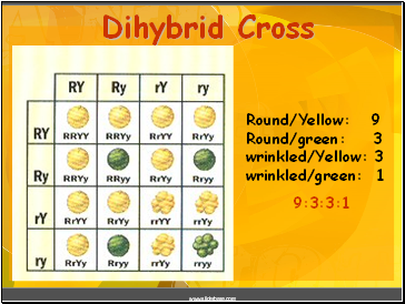 Dihybrid Cross