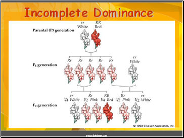 Incomplete Dominance