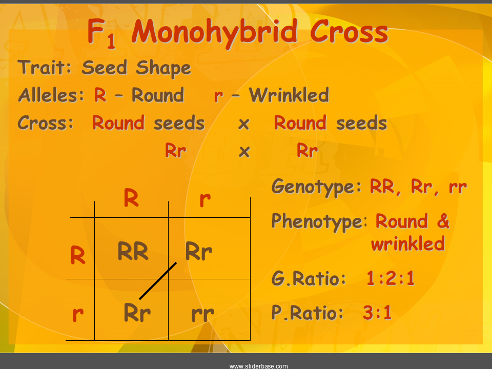 Monohybrid Cross. Monohybrid f. Monohybrid Crossing Vegetables.