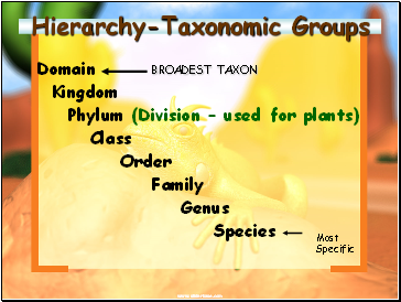 Hierarchy-Taxonomic Groups