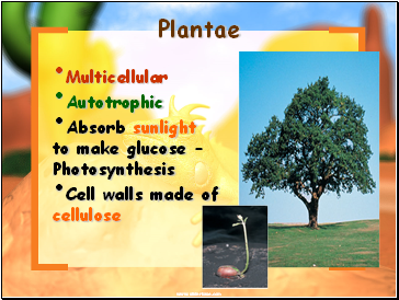 Plantae