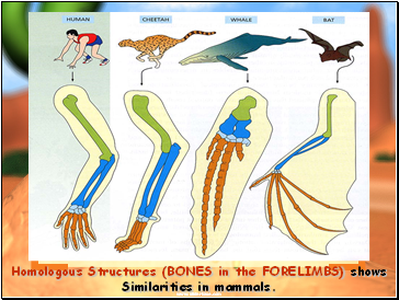 Homologous Structures (BONES in the FORELIMBS) shows Similarities in mammals.