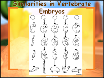 Similarities in Vertebrate Embryos