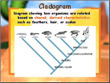 Cladogram