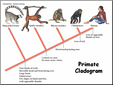 Primate Cladogram