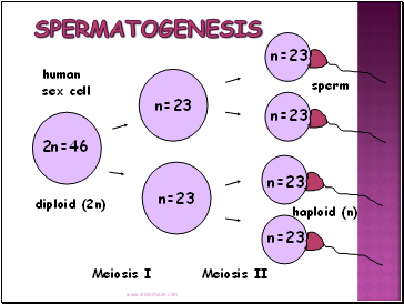 Spermatogenesis