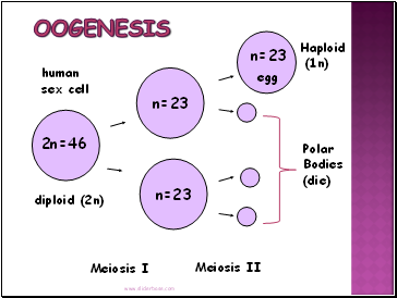 Oogenesis