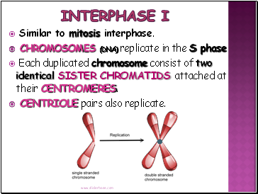 Interphase I