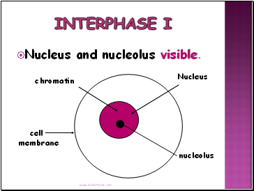 Interphase I