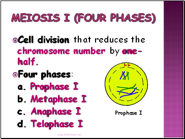 Meiosis I (four phases)
