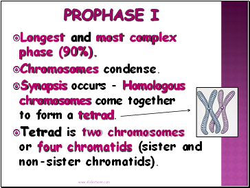 Prophase I