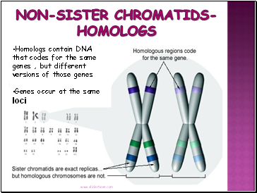Non-Sister Chromatids-HOMOLOGS