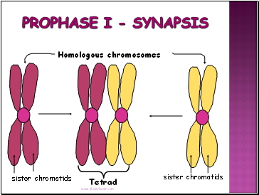 Prophase I - Synapsis