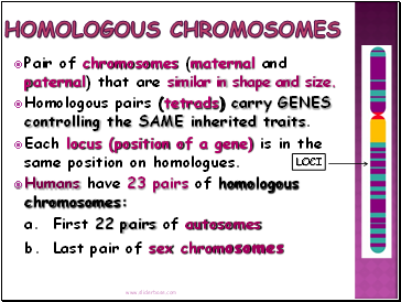 Homologous Chromosomes