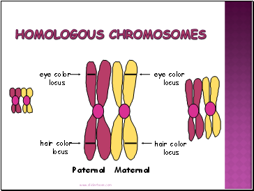 Homologous Chromosomes