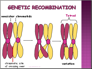 Genetic Recombination