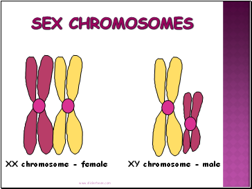 Sex Chromosomes