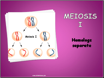 MEIOSIS I