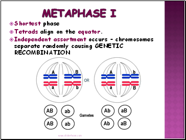 Metaphase I