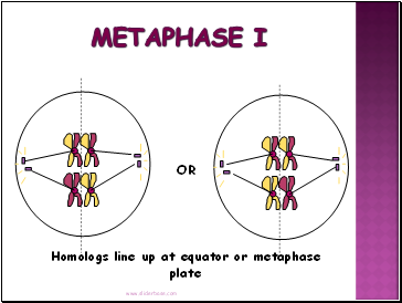 Metaphase I