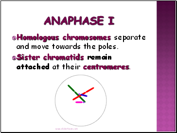 Anaphase I