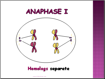 Anaphase I