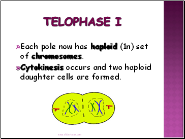 Telophase I