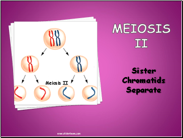 MEIOSIS II