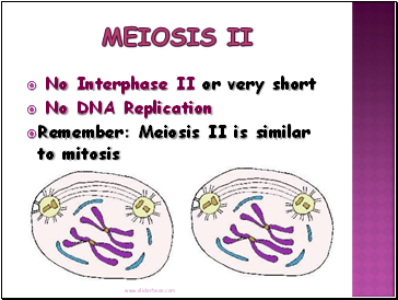 Meiosis II