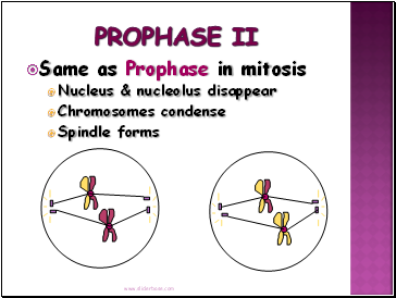 Prophase II