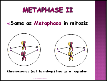 Metaphase II