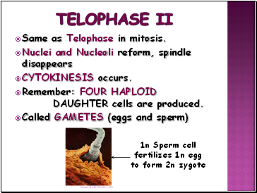 Telophase II