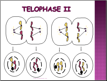 Telophase II